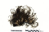 藏品(毛枝苔)的圖片